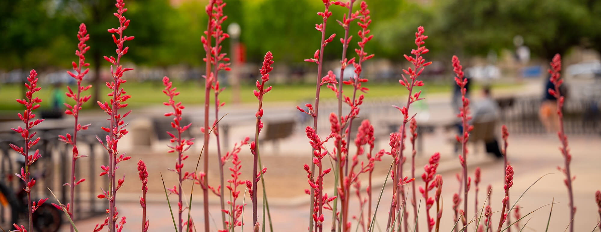 Red flowers outside the Mathematics and Statistics building