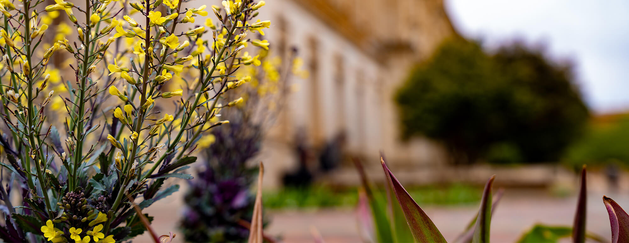 Yellow flowers outside the Administration Building on memorial circle