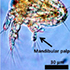 Researchers Discover Plankton Adjust to Changing Ocean Temperatures