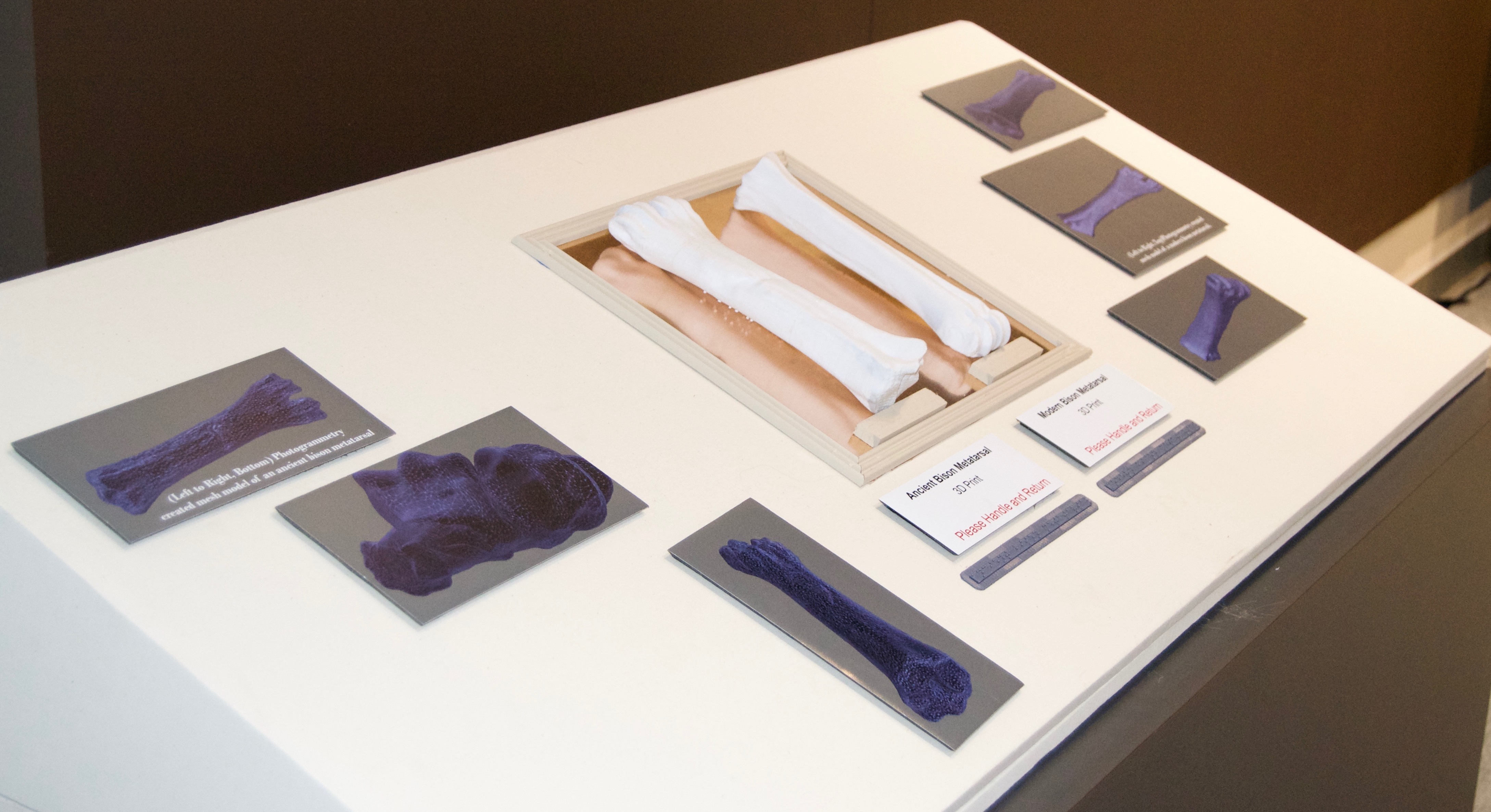 A display of bones and related text lables from the physical exhibit at the Lubbock Lake Landmark