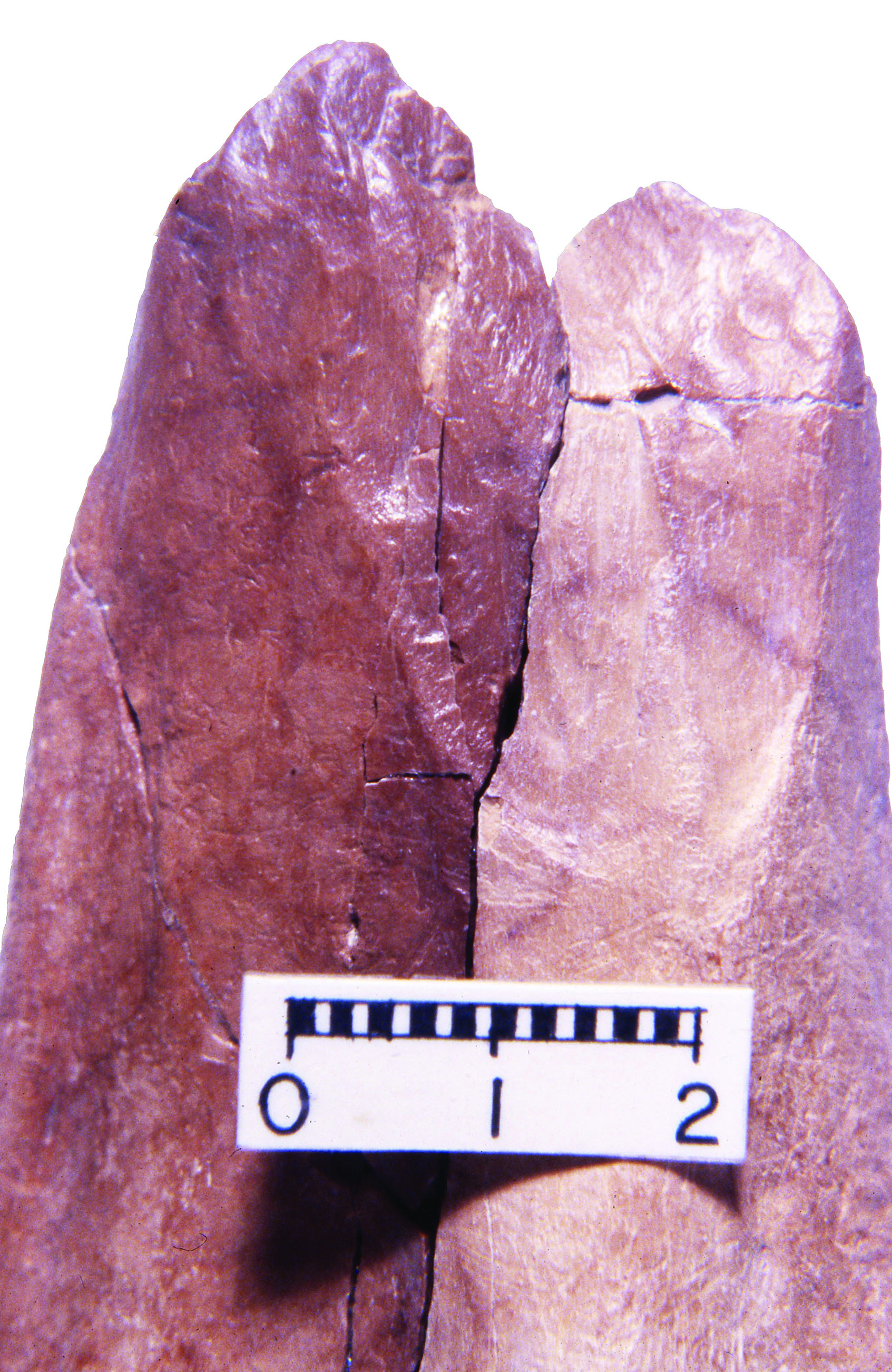 Bone Expediency Tool closeup to show manmade break