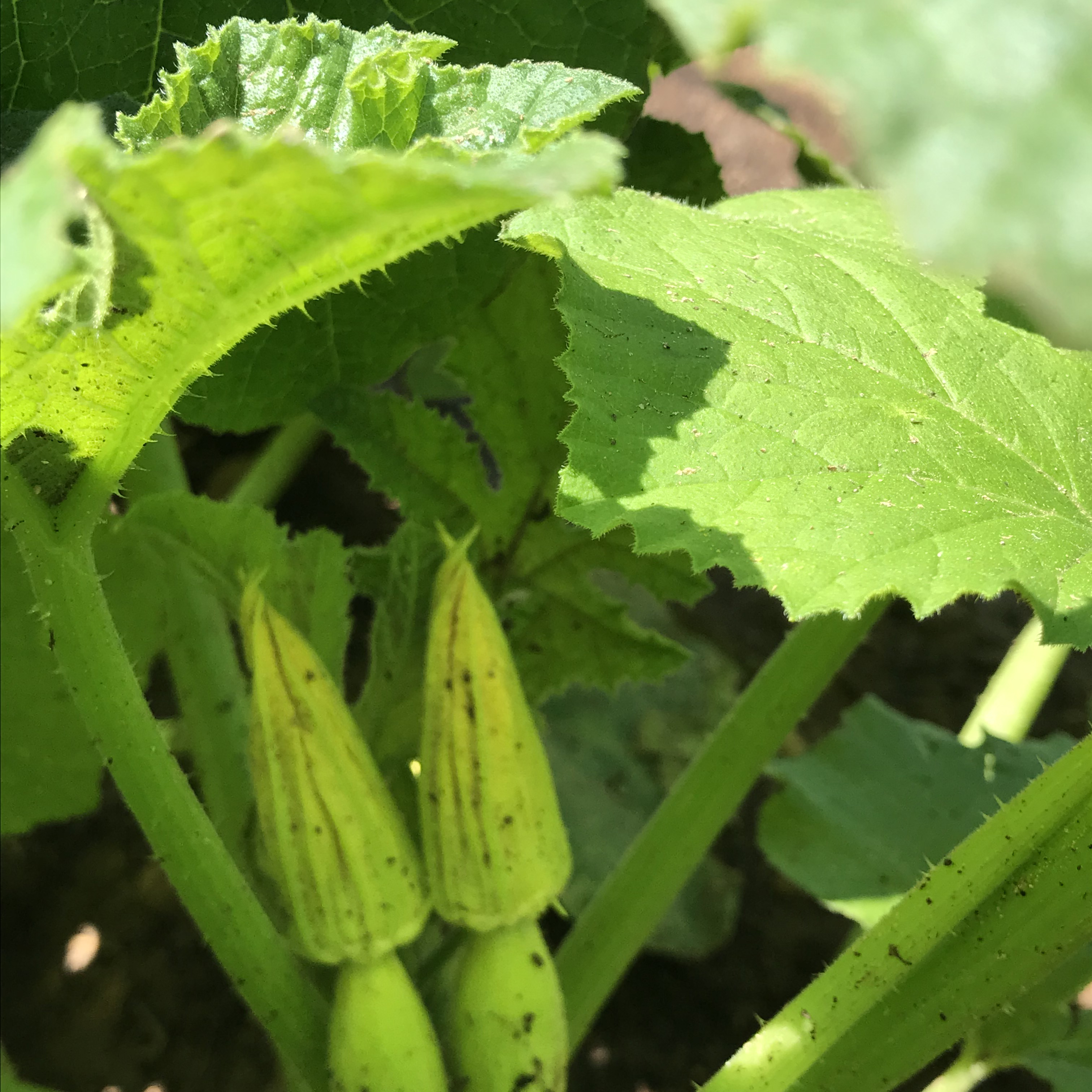 Okra growing