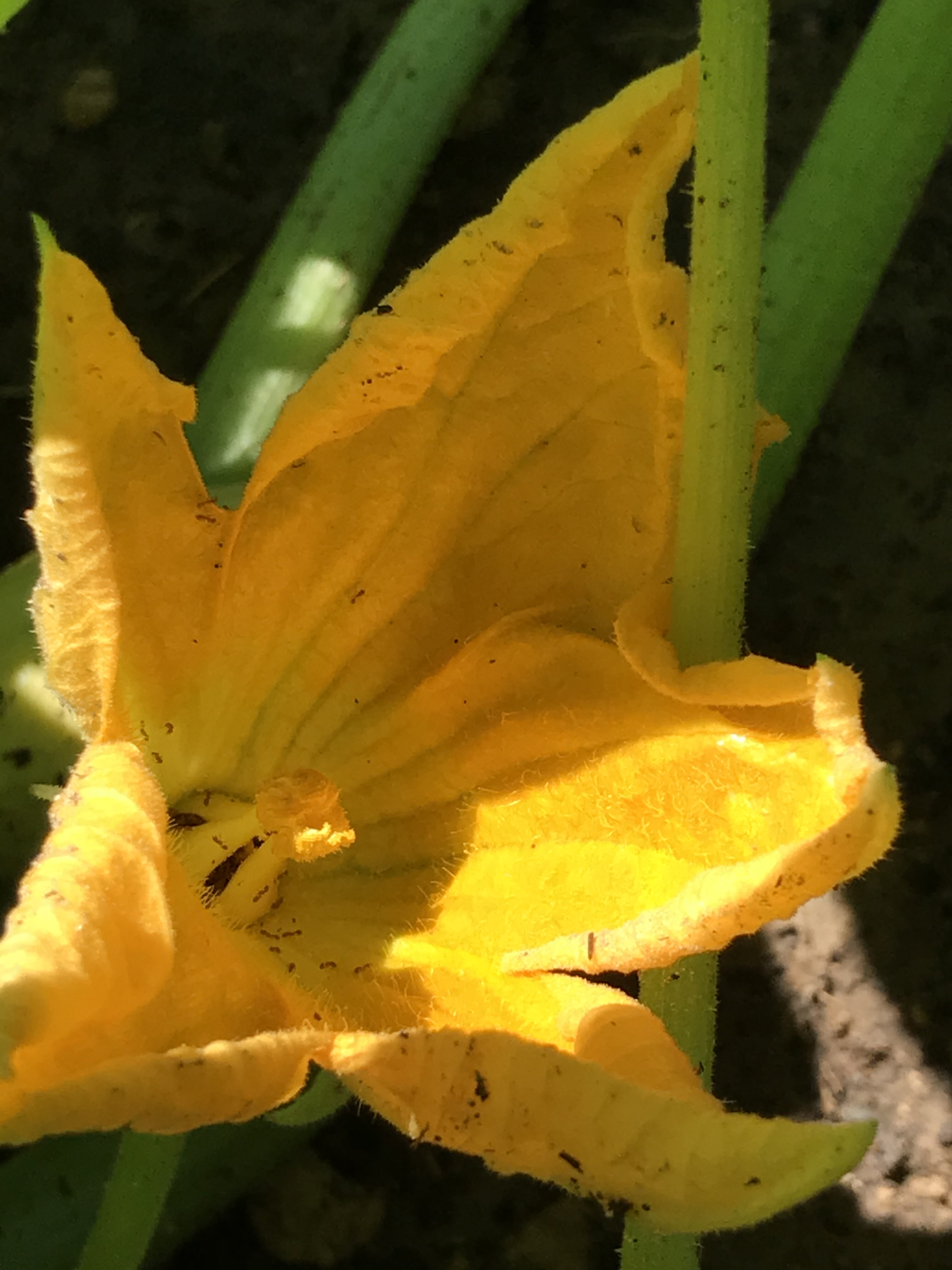 Yellow Squash Blossom