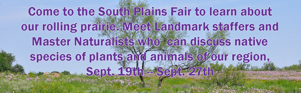 fair-dates