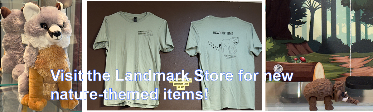 new-items