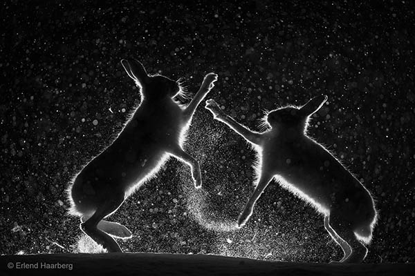 © Erlend Haarberg - Wildlife Photographer of the Year