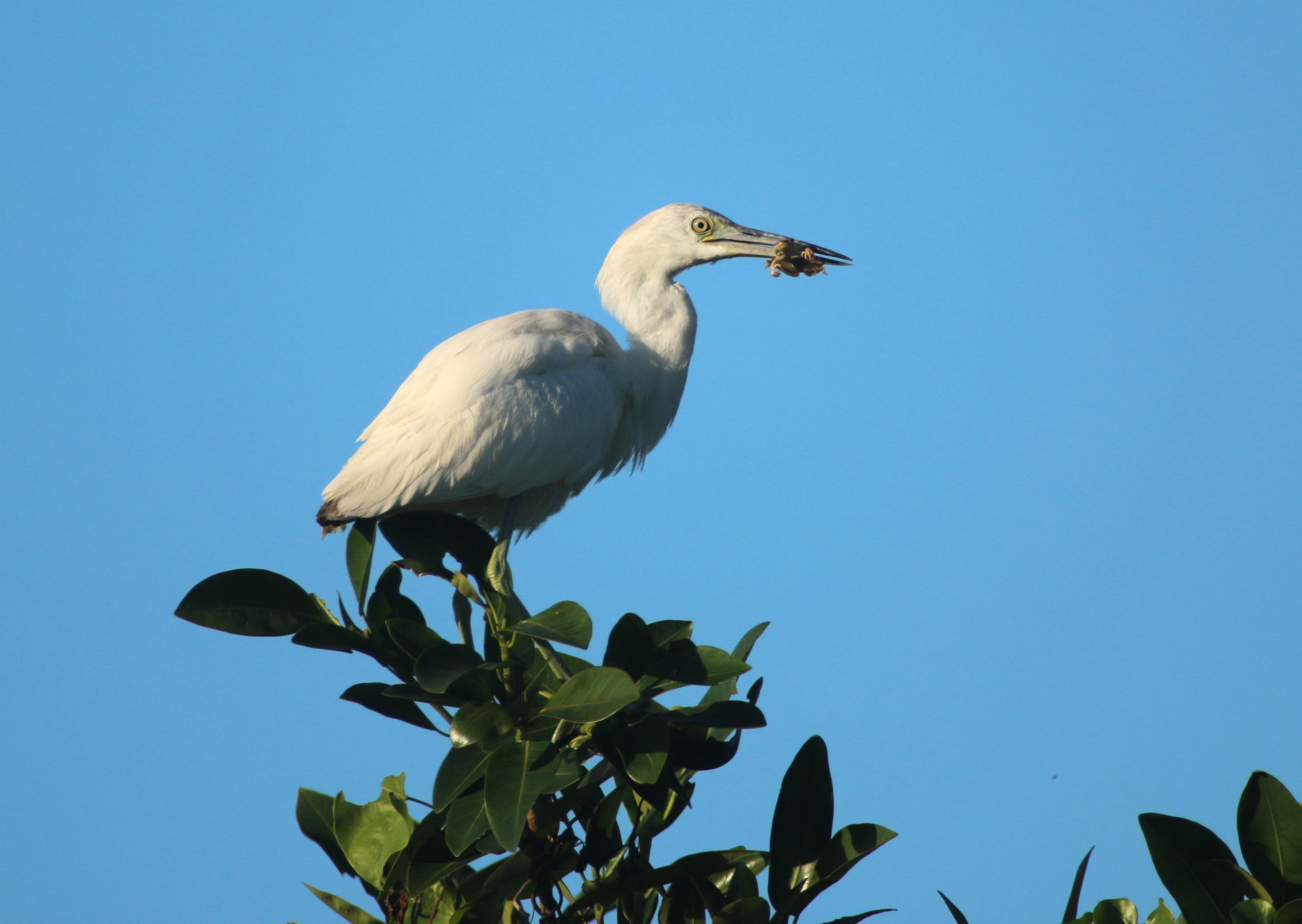 blue heron blue heron