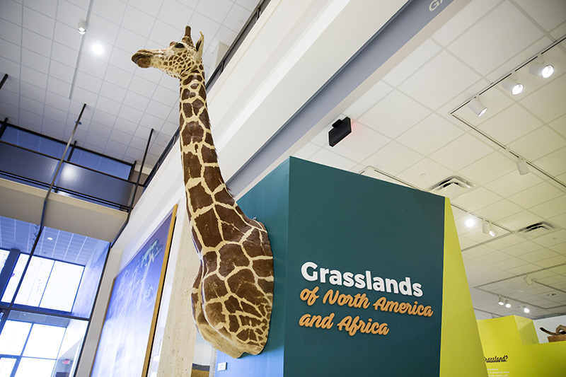 grassland giraffe