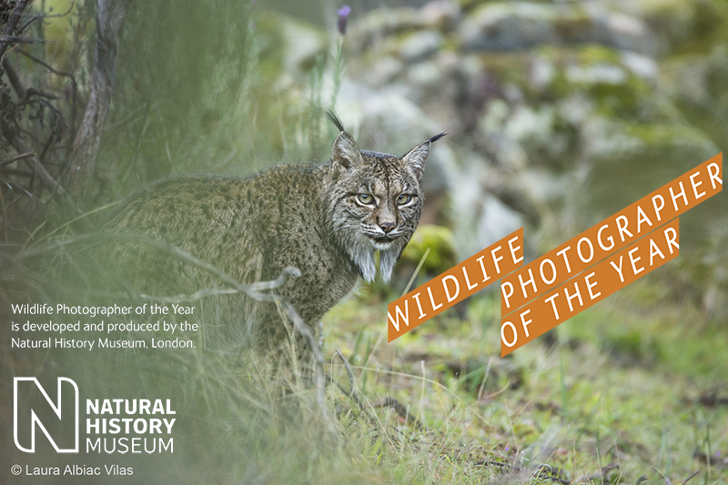 Glimpse of a lynx © Laura Albiac Vilas - Wildlife Photographer of the Year