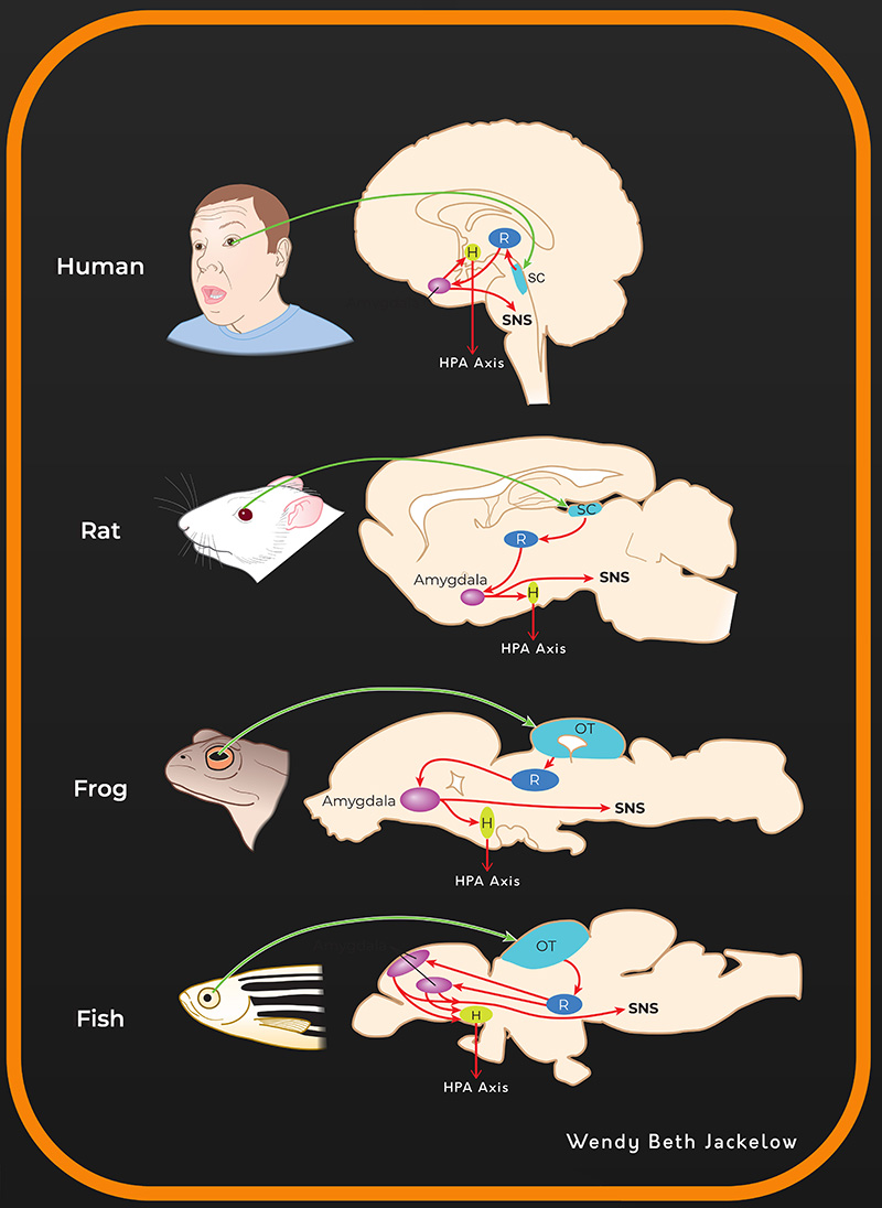 fear vision chart