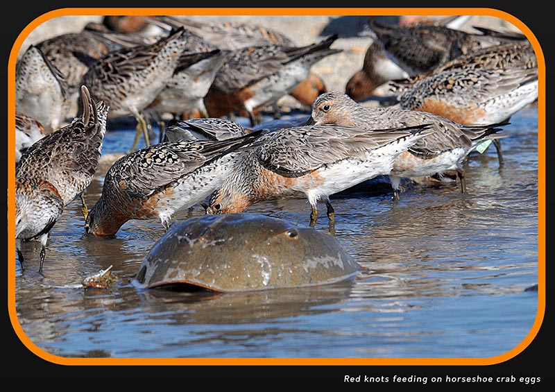 fear - red knots