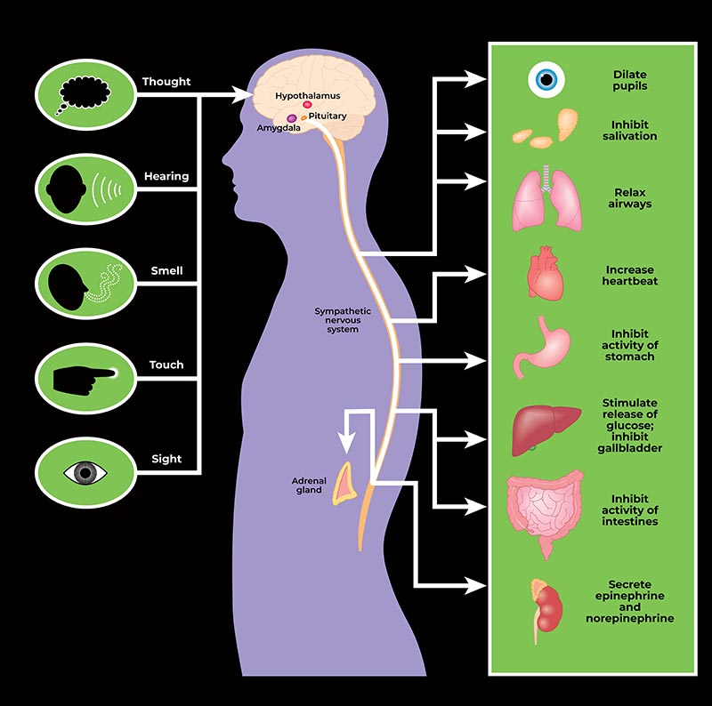 fear - affects on body