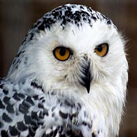 fear - owl