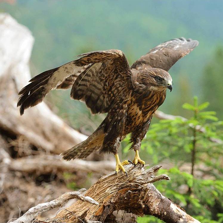 fear-predator catch prey eagle