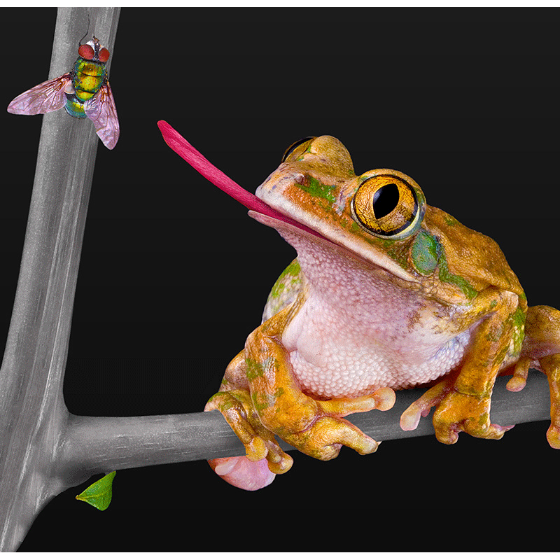Why Frogs Don’t Get Fat: Predators, Fear and Feeding in the Wild