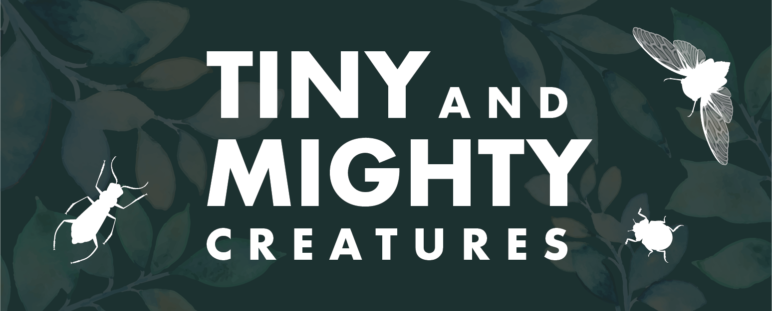 Tiny & Mighty Creatures