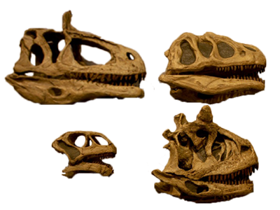 four dinosaur skulls