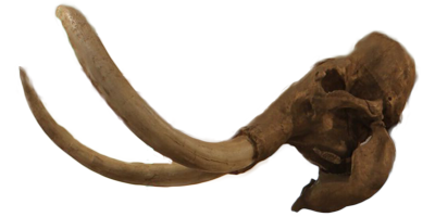 mammoth skull