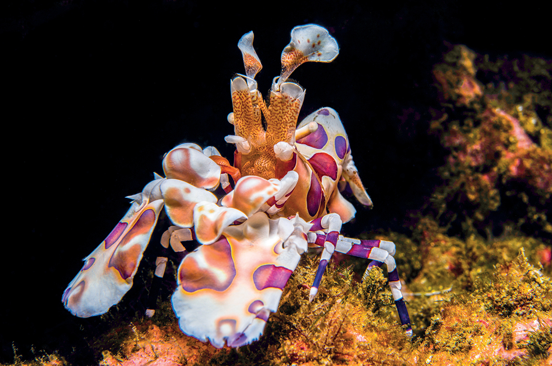 Harlequin shrimp by Edwar Herreño