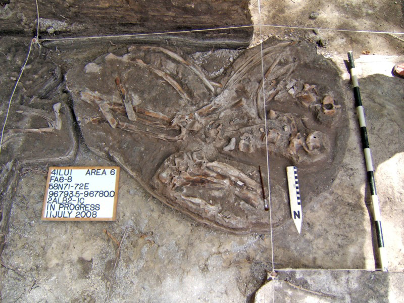 exposed bones in an excavation unit