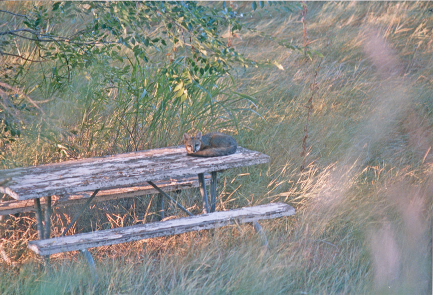 fox sitting on a bench in a field