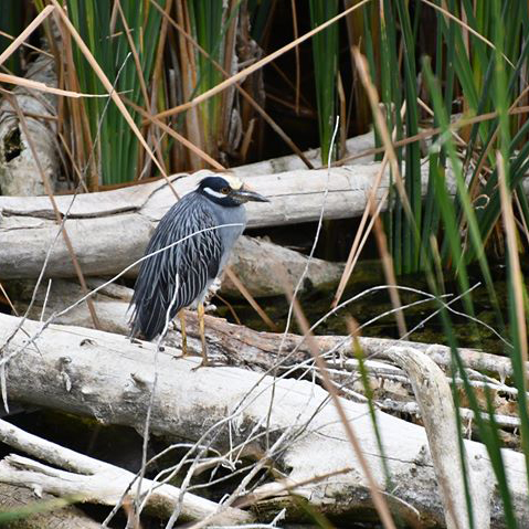 Yellow crowned night heron