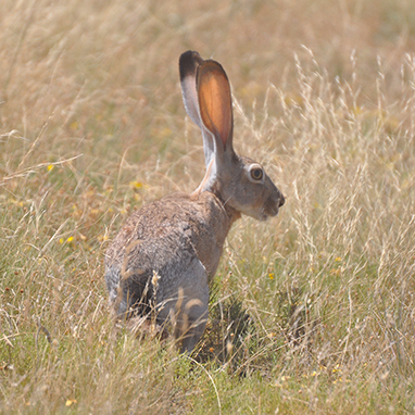 Jackrabbit