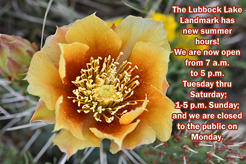 new-summer-hours