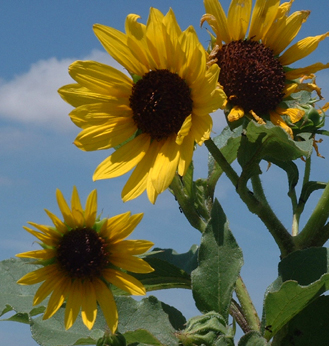 Sunflowers