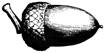 academic family tree acorn logo