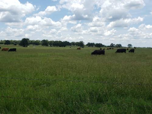 Aaron Norris cattle on ranch