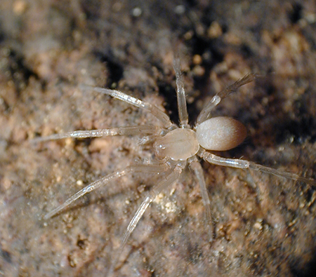 cicurina spider
