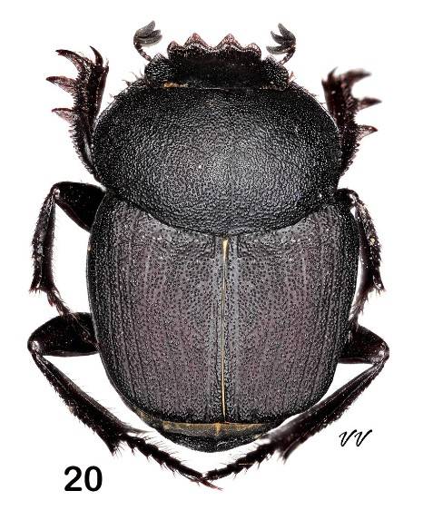 Boreocanthon ebenus (Say), dorsal view.