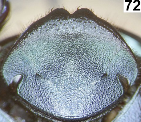 Head of Canthon floridanus