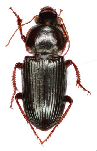 Discoderus aequalis