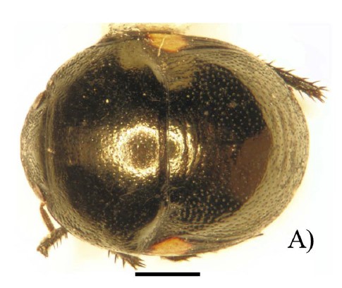 Dorsal view of Galgupha mexicana