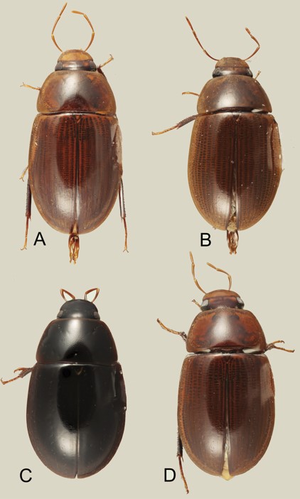 Dorsal habitus of Novochares spp. A N. abbreviatus B N. pilatus C N. minor D N. tenedor.