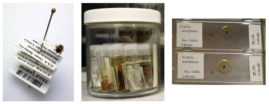 Specimen preparation examples: a pont-mounted specimen, a jar with alcohol vials, and two microscope slides
