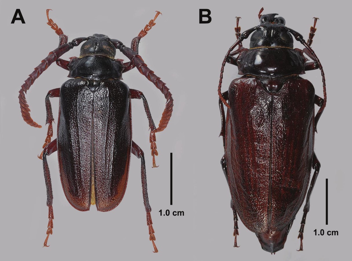 Habitus of Prionus imbricornis. (A) male; (B) female.