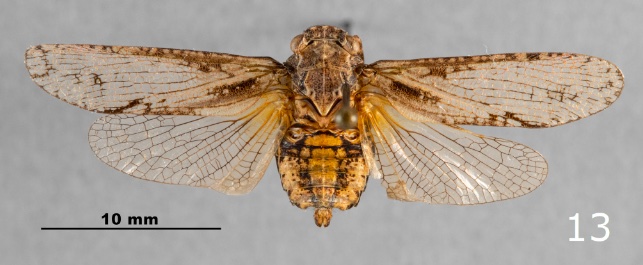 Habitus of Scaralina aethrinsula (male)