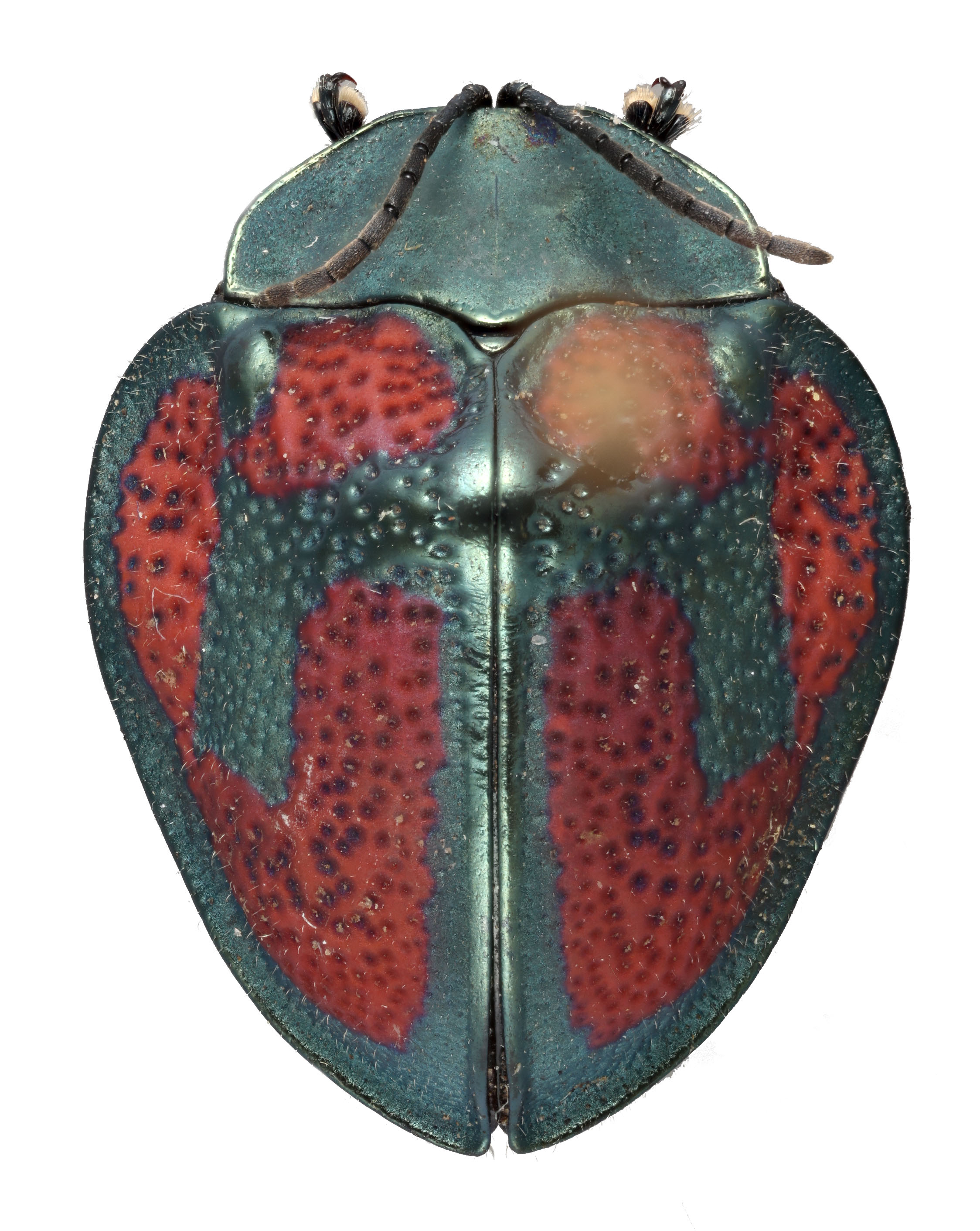 Dorsal view of the leaf beetle Stolas punicea