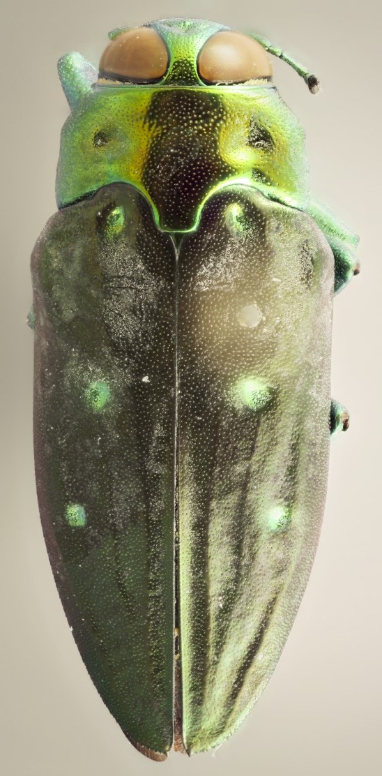 Dorsal view of Chrysobothris andica Obenberger, 1928