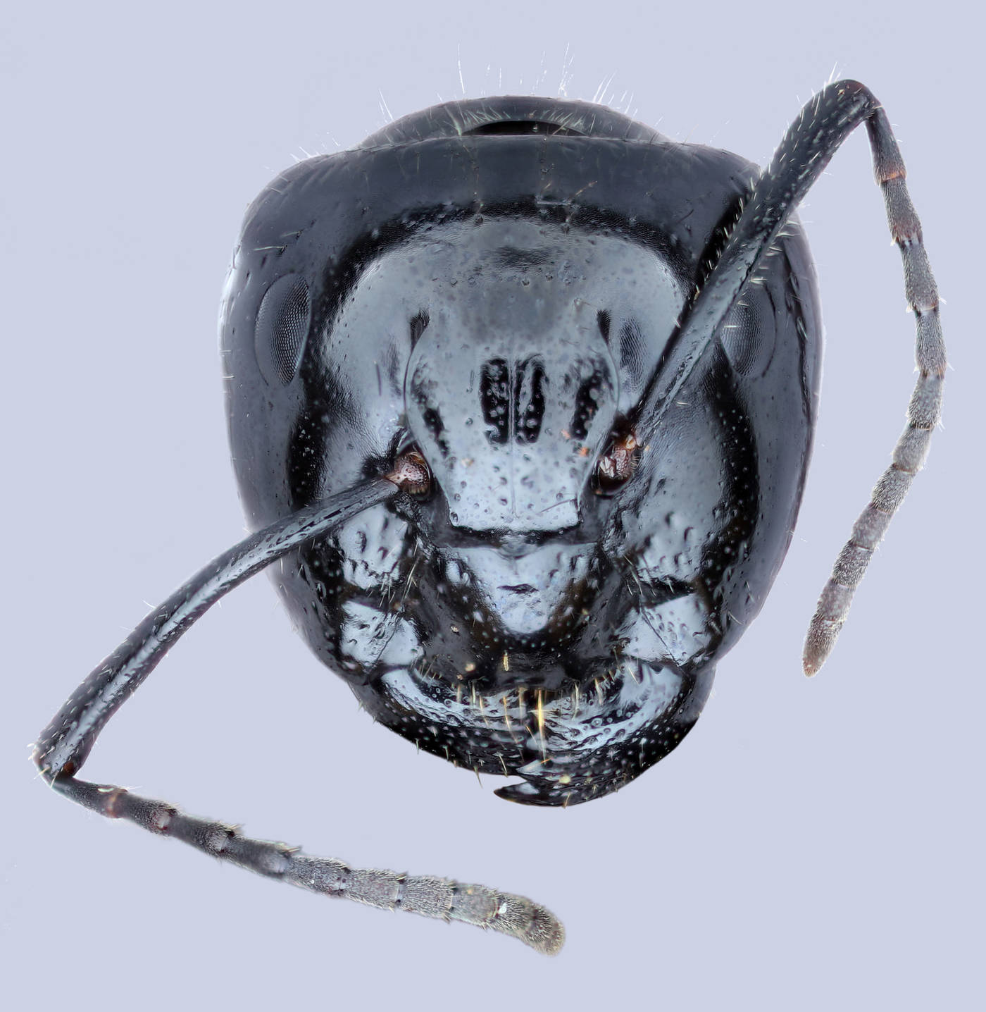 Camponotus laevissimus, TTU-Z_268553 head view