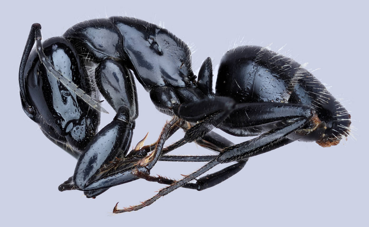 Lateral view of Camponotus laevissimus TTU-Z_268553
