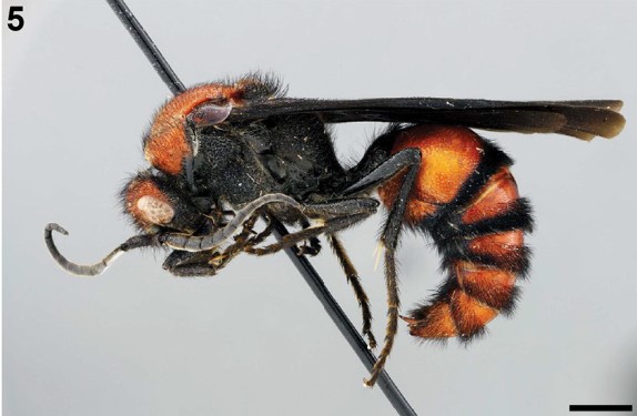 Timulla euterpe, lateral view