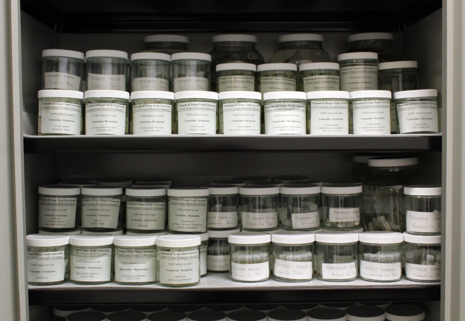 Cabinet with jars of ants preserved in ethanol