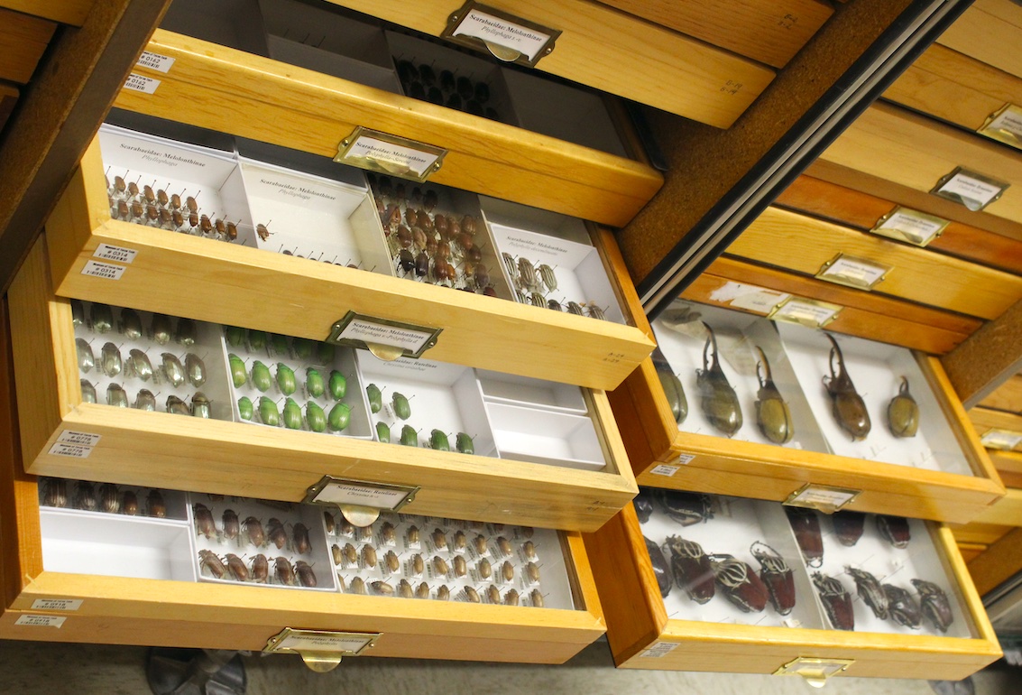 View of drawers with confiscated beetles