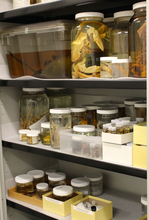 Cabinet of invertebrates
