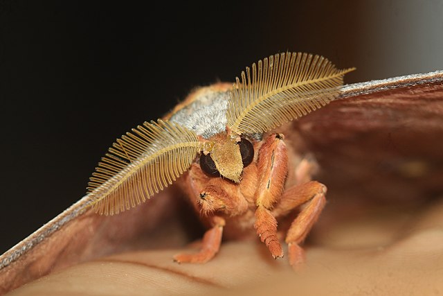 Front view of a moth with bipectinate antennae
