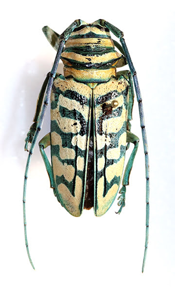 Longhorn beetle